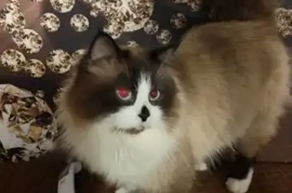 Пропала кошка, Ржавец, Белгородская обл.