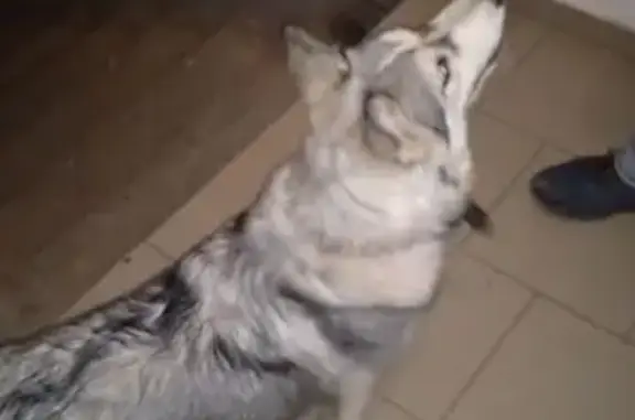 Найденные животные , фото: Собака найдена на Запрудном проезде, 4А