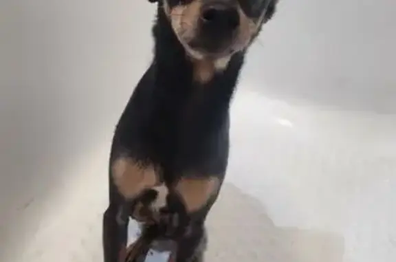 Найден пёсик на ул. Болейко, Челябинск