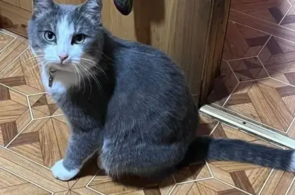 Пропал кот Сэм, ул. Туристическая, 68