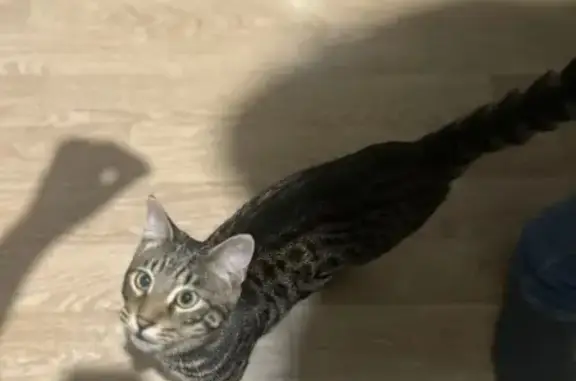 Найдена кошка, Санкт-Петербург, фото: Найден кот, Чекистов 42, СПб.