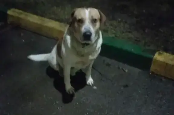 Найдена собака, Тула, фото: Собака найдена: ул. Седова, 49, Тула