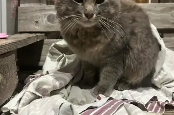 Найдена кошка, Казань, фото: Кошка найдена: ул. Школьная, Казань