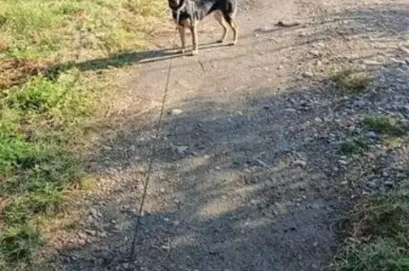 Собаки потеряшки, Абакан, фото: Потеряшка собака, ул. Литвинова, Абакан