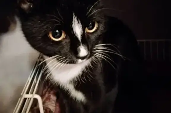 Найдена кошка, Санкт-Петербург, фото: Кошка найдена на 4-й Советской, 22-24