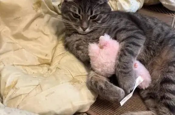 Пропал кот, Абрамцевская ул., 14, Москва