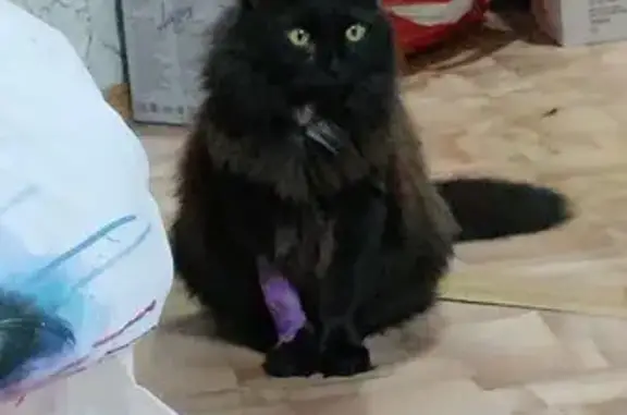 Пропала черная кошка, ул. Космонавтов, 5