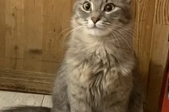 Пропала кошка, Лучистая ул., 16, Ростов-на-Дону