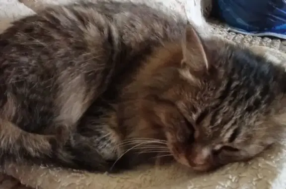 Найдена кошка, Биробиджан, фото: Найдена кошка, ул. Миллера, 11, Биробиджан