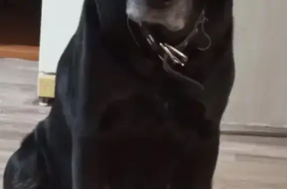 Пропала собака, Ломоносова 114/10, Воронеж