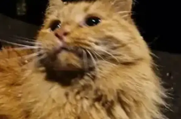 Найдена кошка, Мытищи, фото: Кот найден на Трудовой ул., 18, Мытищи