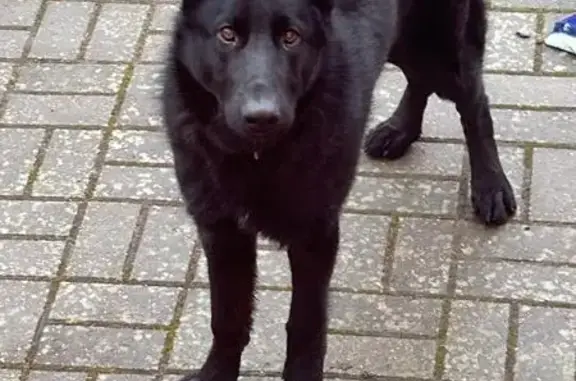 Пропала собака, Приморская ул., Заславль