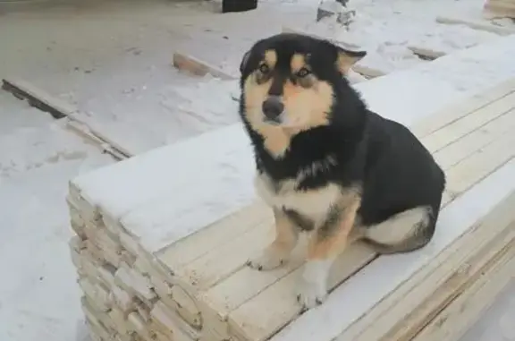 Собаки потеряшки, Кстининское, фото: Потеряшка собака, д. Кобели, 33Р-013