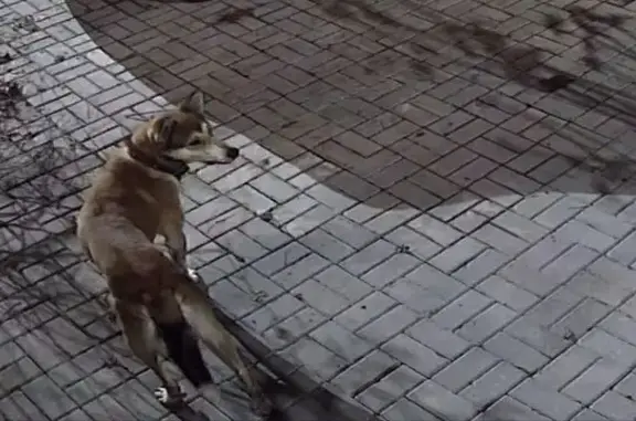 Найденные животные , фото: Собака найдена: Соловьиная ул., 65, Тамбов