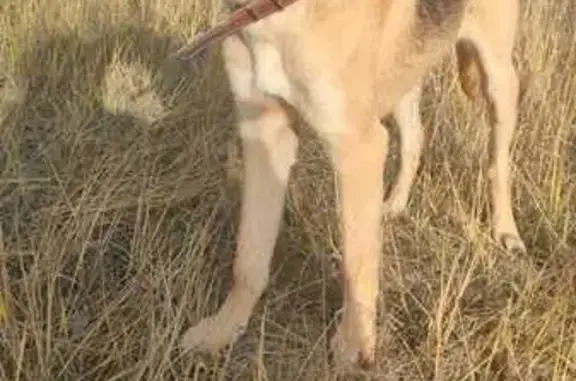 Пропала собака, ул. Карла Маркса, Репное
