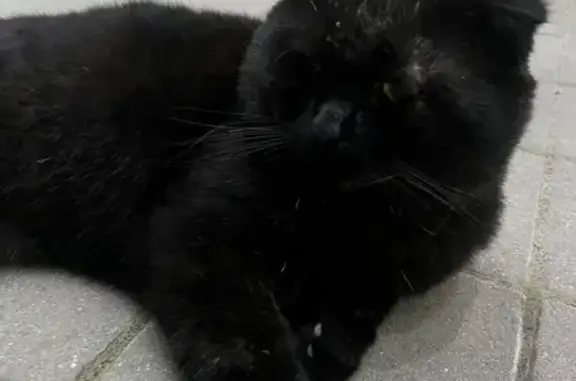 Найдена кошка, Анапа, фото: Кошка найдена на Астраханская ул., 98, Анапа