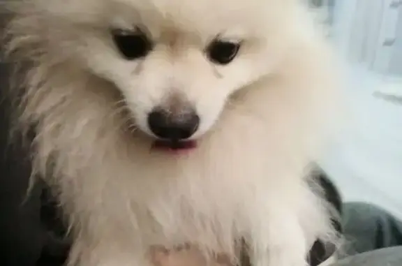 Найдена собака, Мончегорск, фото: Собака найдена: пр. Металлургов, 62, Мончегорск