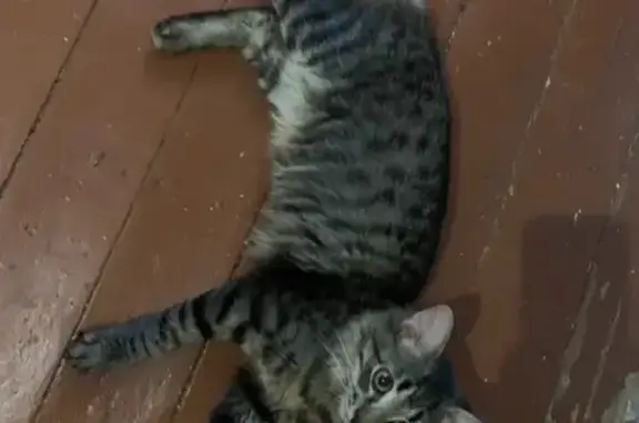 Кошки потеряшки, Великий Новгород, фото: Потеряшка кошка, Мерецкова-Волосова 9, В. Новгород