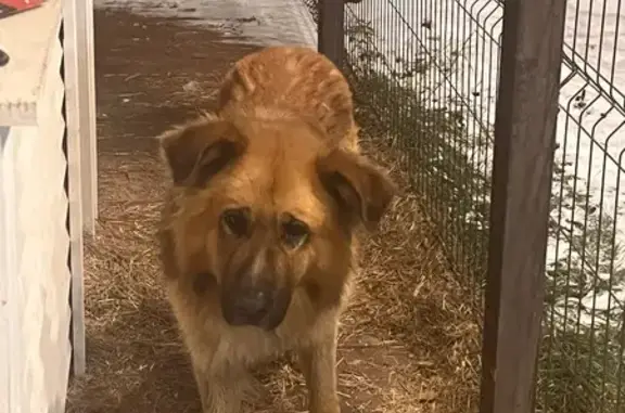 Найдена собака, Александровская, фото: Собака найдена: Волхонское ш., Александровская