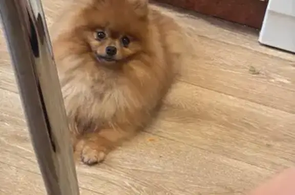 Пропала собака, Ленинский пр. 124А, Воронеж