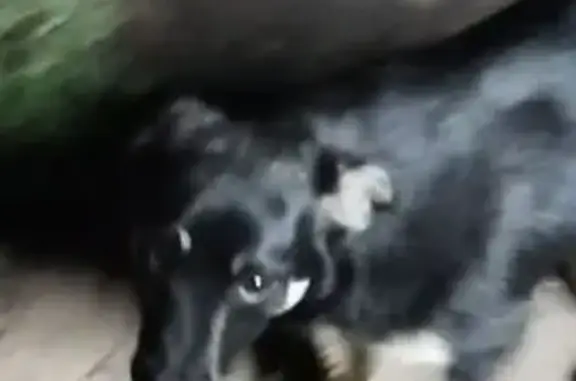 Пропала собака, ул. Герцена, Россошь