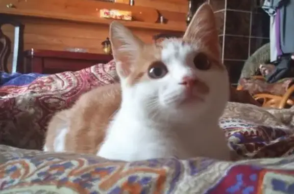 Пропала кошка, Уссурийск, Щорса 20