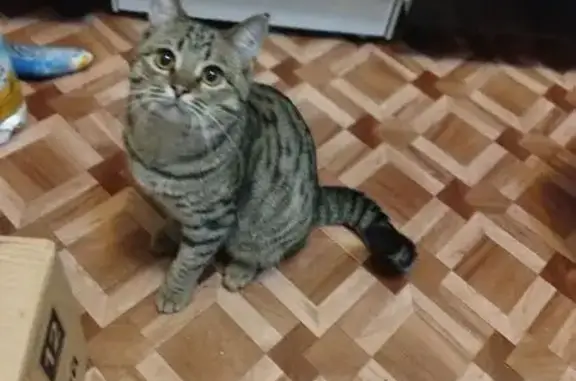 Найдена кошка, Саранск, фото: Найдена кошка, ул. Косарева, Саранск