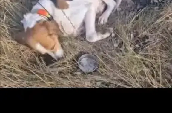 Найдена собака, Воронежская область, фото: Пёс найден у бабяковского моста, Воронеж