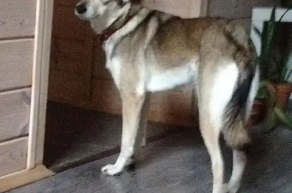 Собаки потеряшки, , фото: Потеряшка собака, Душоново, МО