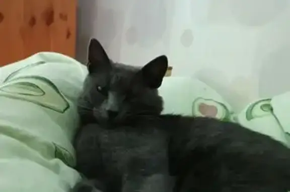 Пропала кошка, ул. Гризодубовой, 46