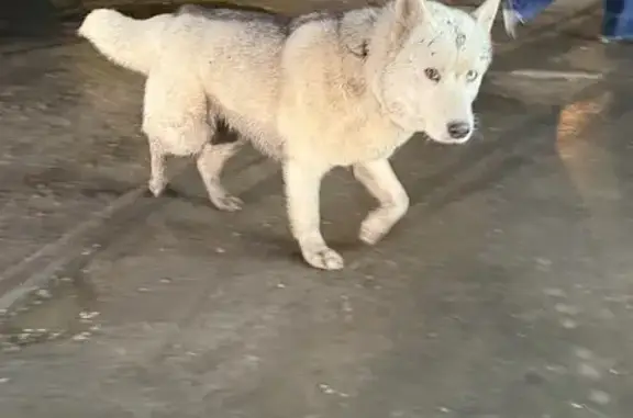 Найдена собака, Йошкар-Ола, фото: Собака найдена, Красноармейская 76, Й-Ола