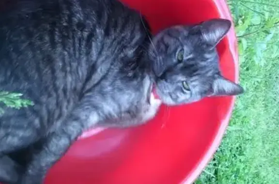 Кошки потеряшки, Нижний Новгород, фото: Потеряшка кошка, Баренца 7, Нижний Новгород