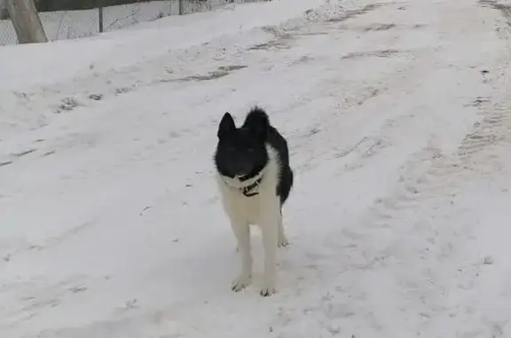 Пропала собака, Ануфриево, Ступино