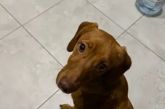 Найденные животные , фото: Собака найдена у гостиницы «Славянская»