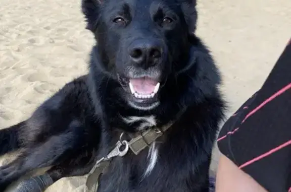 Пропала собака Лекс, Ласковый пер., 2