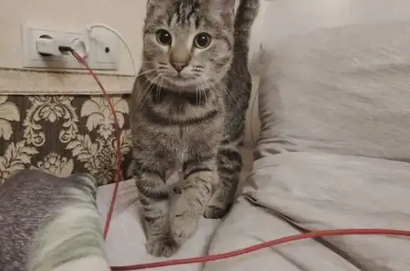 Найдена кошка, Кисловодск, фото: Кот найден: ул. Войкова, 92Б, Кисловодск