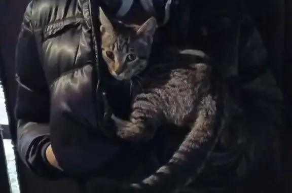 Найдена кошка, Мичуринск, фото: Кошка найдена, Интернациональная 52, Мичуринск