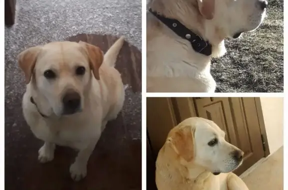 Собаки потеряшки, Псковская область, фото: Потеряшка собака, Тямша, Псковская обл.