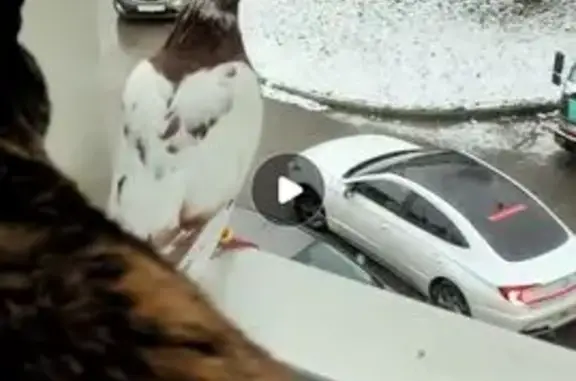 Голубка на проводе, Западный п...