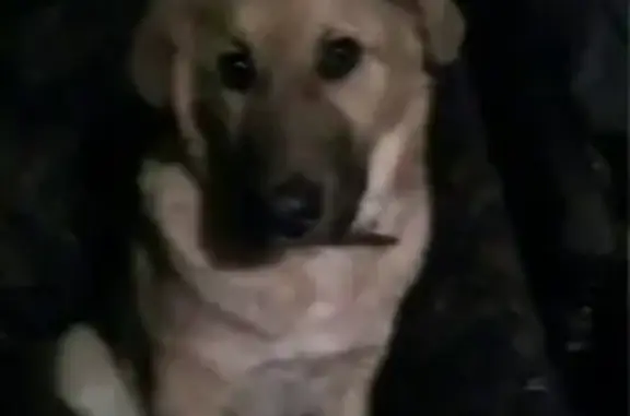 Пропала собака, Энгельс, Мостостроевская 2А