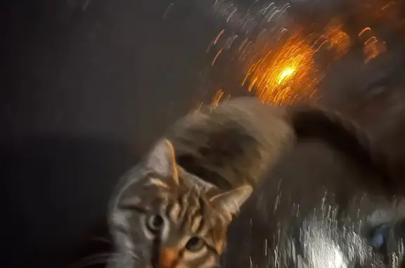 Найдена кошка, Москва, фото: Кошка найдена, 1-й Павловский пер., 3, Москва