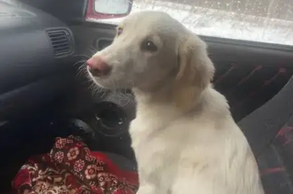 Найдена собака, Красноярск, фото: Найдена собака: ул. Стасовой, 69Л, Крск