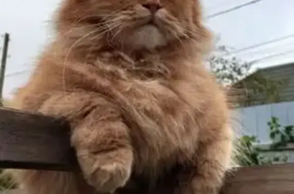 Пропала кошка, ул. Чехова, Подольск