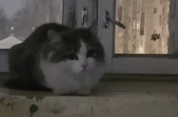 Найдена кошка, Сыктывкар, фото: Найдена кошка, ул. Ленина, 89, Сыктывкар