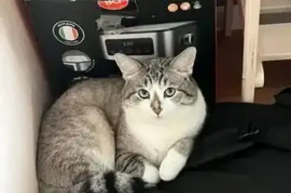 Пропала кошка, Первомайская 40, Новочебоксарск