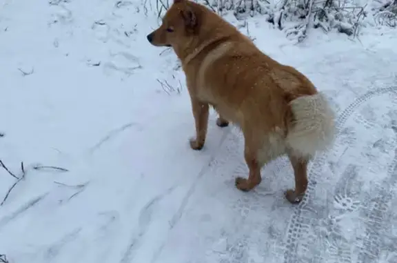 Собака найдена у ж/д станции Яхтенная