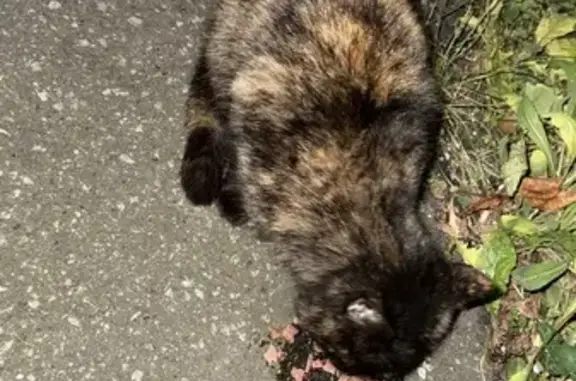 Найдена кошка, , фото: Кошка найдена у подъезда, Лядова 16, Пенза