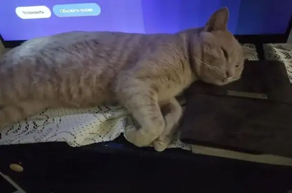 Пропала кошка, пос. Воскресенское, 40 к2