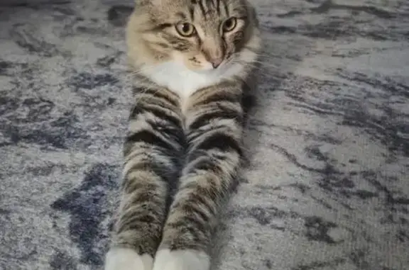 Пропала кошка, Рыбинск, ул. Нансена, 27