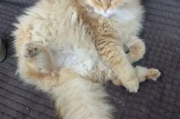 Кошки потеряшки, , фото: Потеряшка кошка, Сельская ул. 8, Мартьяново